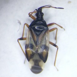 Anthocoris nemorum